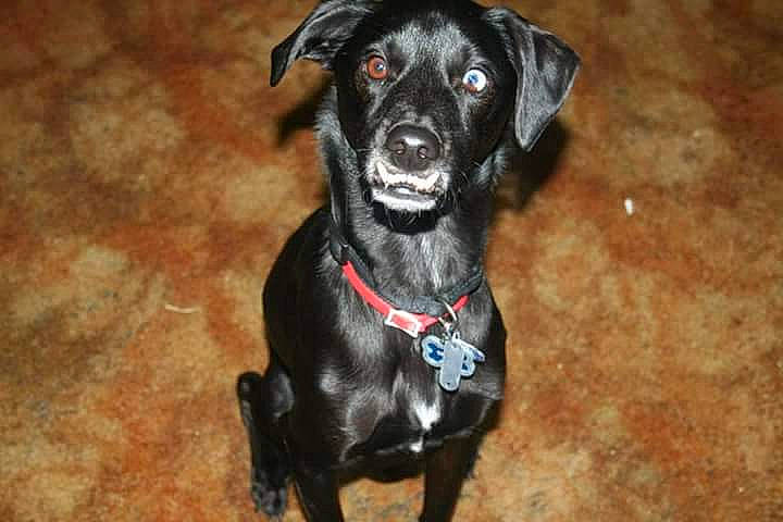 Savage joined the competition — help win amazing prizes! borador, canidae, carnivore, collar, companion_dog, dog, dog_breed, dog_collar, dog_supply, fur, guard_dog, hunting_dog, pet_supply, snout, sporting_group, whiskers, working_animal, working_dog