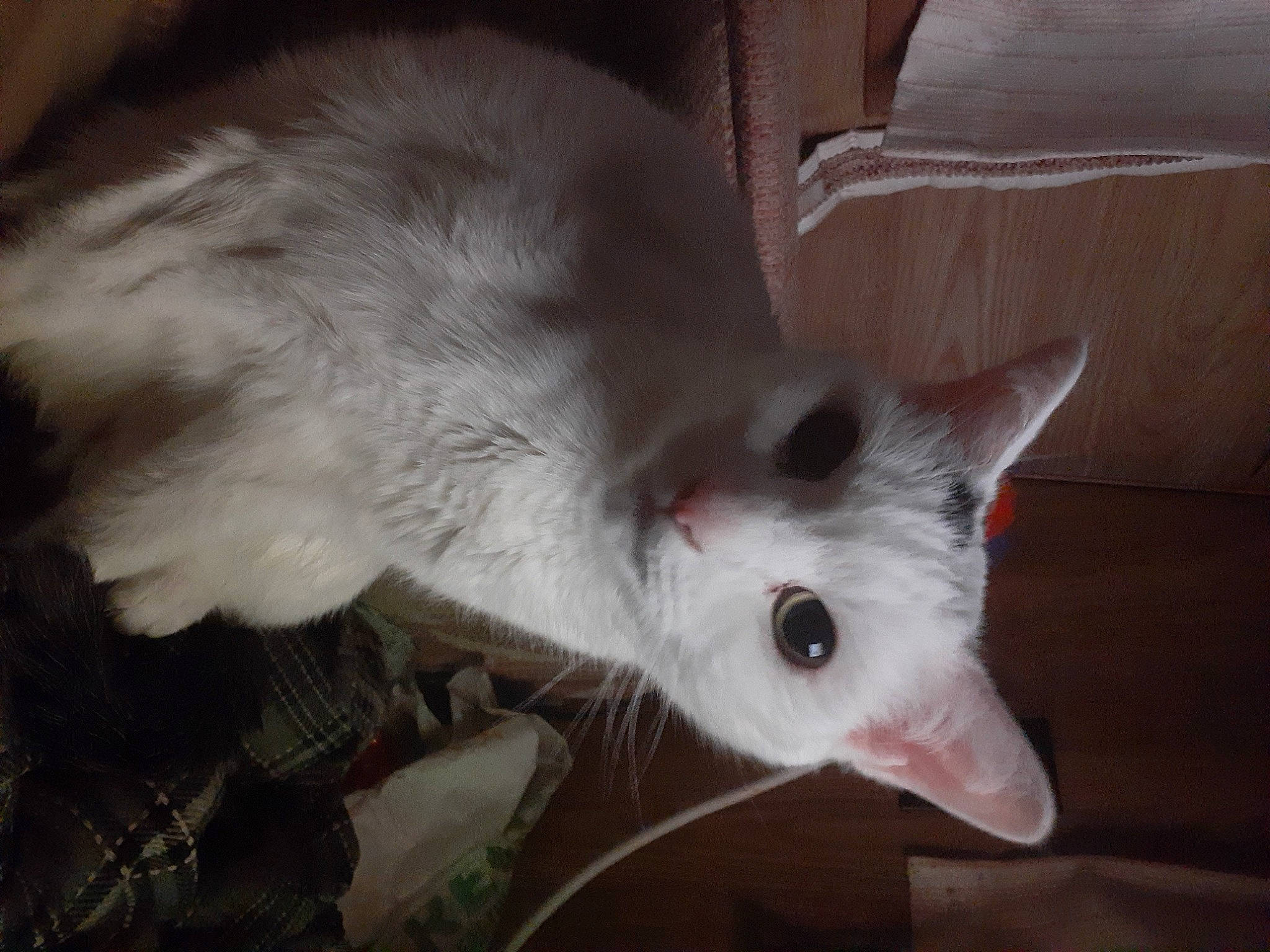 Conner is registered to the contest to win money with this photo: carnivore, cat, claw, comfort, dog_breed, domestic_short_haired_cat, eye, fawn, felidae, foot, fur, head, paw, small_to_medium_sized_cats, snout, tail, terrestrial_animal, whiskers