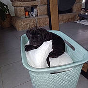 Shadow participe au concours pour gagner de l'argent avec cette photo : animal, basket, black_dog, cozy, curious, cute, dog, domestic, fireplace, floor, home, household, indoor, pet, pillow, puppy, resting, small_dog, tile_floor, young_dog