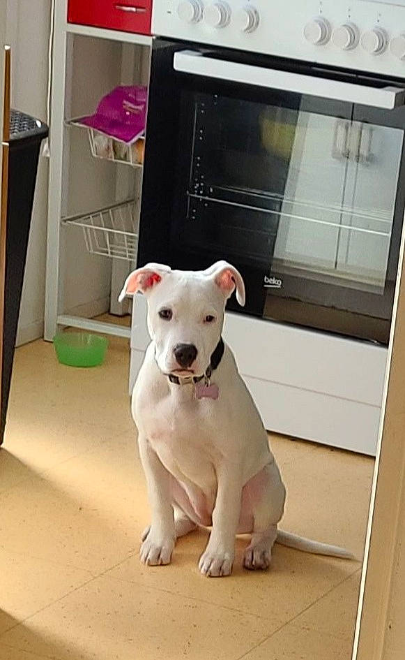 Queen participe au concours pour gagner de l'argent avec cette photo : bull_terrier, bull_terrier_miniature, canidae, carnivore, collar, companion_dog, dog, dog_breed, dog_collar, fawn, felidae, flooring, home_appliance, metal, pet_supply, snout, sporting_group, tail, terrier, working_animal