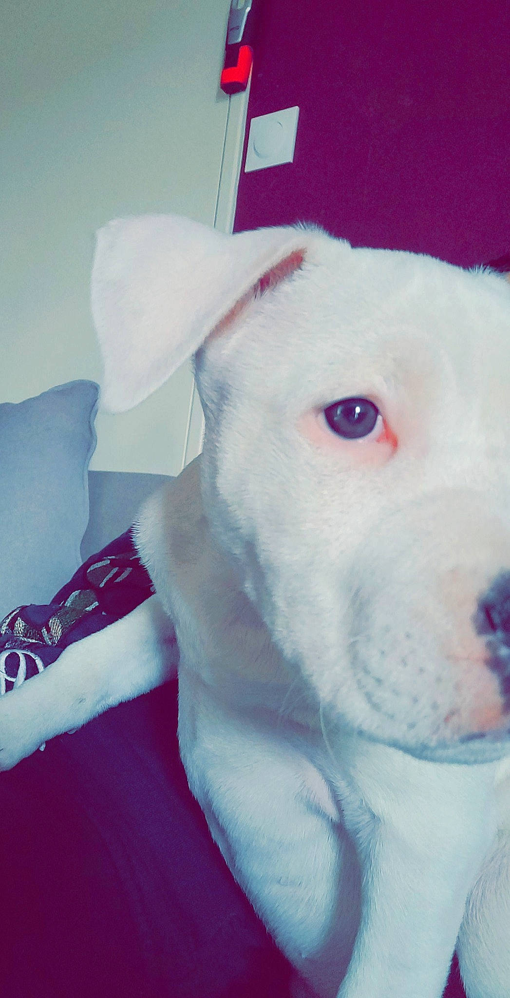 Queen a rejoint le concours — aidez-le/la à gagner de superbes lots ! canidae, carnivore, collar, companion_dog, dog, dog_breed, ear, electric_blue, fawn, fur, no_expression, non_sporting_group, snout, sporting_group, terrestrial_animal, whiskers, working_animal