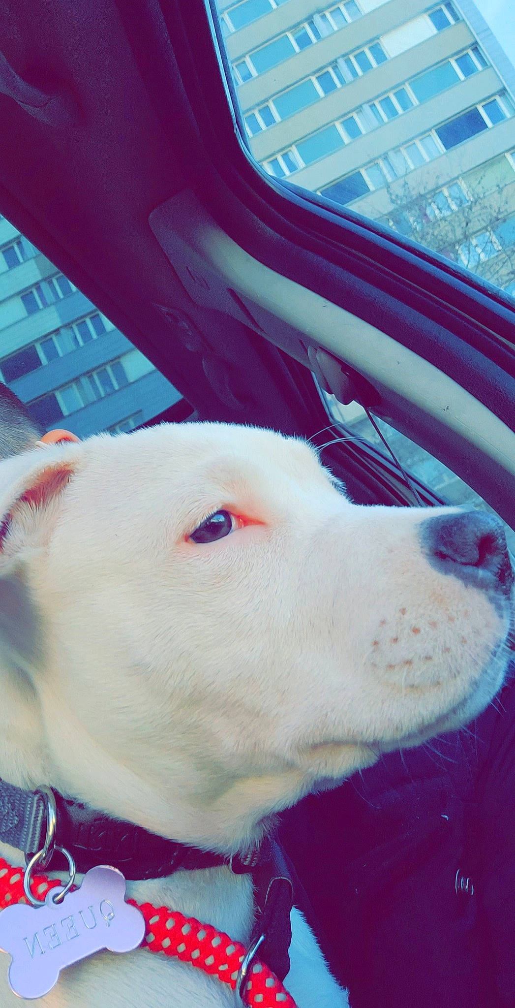 Queen a rejoint le concours — aidez-le/la à gagner de superbes lots ! canidae, carnivore, collar, companion_dog, dog, dog_breed, dog_collar, ear, fang, fawn, fur, hood, jaw, selfie, snout, sporting_group, vehicle_door, whiskers, windshield, working_animal