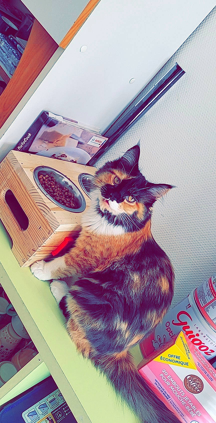 Reine participe au concours pour gagner de l'argent avec cette photo : art, black_cat, carnivore, cat, cat_supply, domestic_short_haired_cat, fawn, felidae, fur, illustration, magenta, paw, pink, purple, room, small_to_medium_sized_cats, snout, tail, visual_arts, whiskers