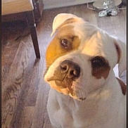 Duggar is registered to the contest to win money with this photo: bulldog, dog, pet, canine, sitting, head_tilt, funny_expression, brown_spots, white_fur, wrinkled_face, short_snout, floppy_ears, collar, indoor, wooden_floor, chair, window, sunlight, home, portrait