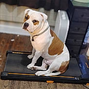 Dugger joined the competition — help win amazing prizes! animal, brown_and_white, calm, canine, collar, dog, domestic, exercise, floor, furniture, household, indoor, looking, medium_sized, pet, resting, side_view, sitting, treadmill, wooden_floor