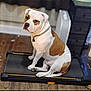 animal, brown_and_white, calm, canine, collar, dog, domestic, exercise, floor, furniture, household, indoor, looking, medium_sized, pet, resting, side_view, sitting, treadmill, wooden_floor