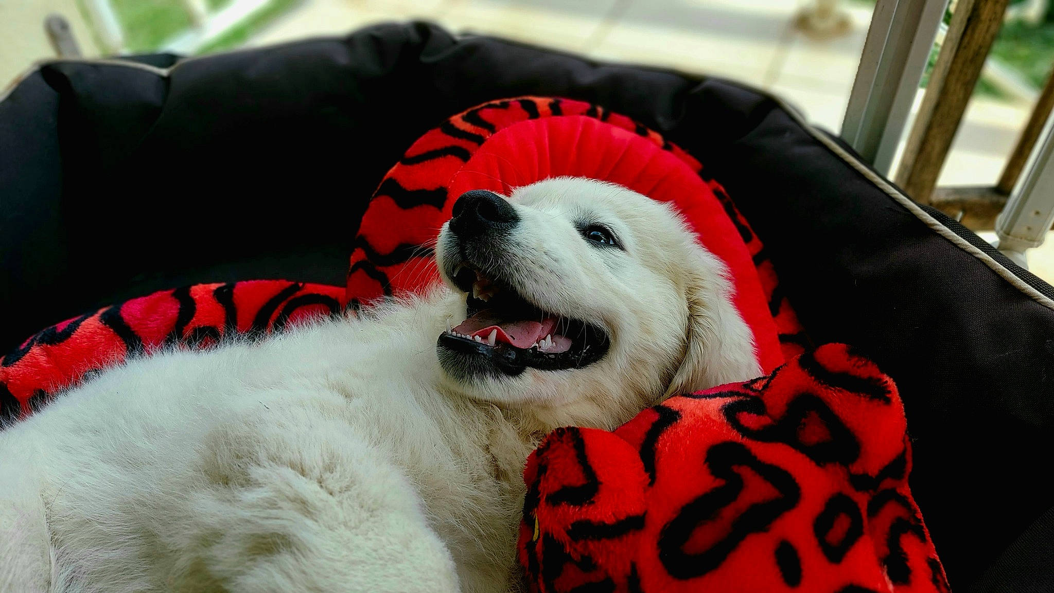 Shanel a rejoint le concours — aidez-le/la à gagner de superbes lots ! american_eskimo_dog, canidae, carnivore, collar, comfort, companion_dog, corgi_chihuahua, dog, dog_bed, dog_breed, dog_supply, fang, fur, paw, pet_supply, snout, sporting_group, toy_dog, volpino_italiano, whiskers