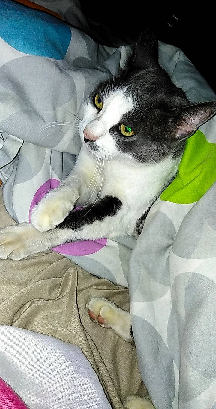 Frisquette a rejoint le concours — aidez-le/la à gagner de superbes lots ! american_wirehair, asian, carnivore, cat, domestic_short_haired_cat, ear, european_shorthair, felidae, kitten, small_to_medium_sized_cats, whiskers