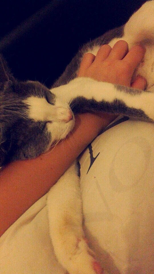 Frisquette participe au concours pour gagner de l'argent avec cette photo : arm, carnivore, cat, ear, fawn, felidae, fur, gesture, hand, nap, nose, paw, polydactyl_cat, sleep, small_to_medium_sized_cats, tail, whiskers