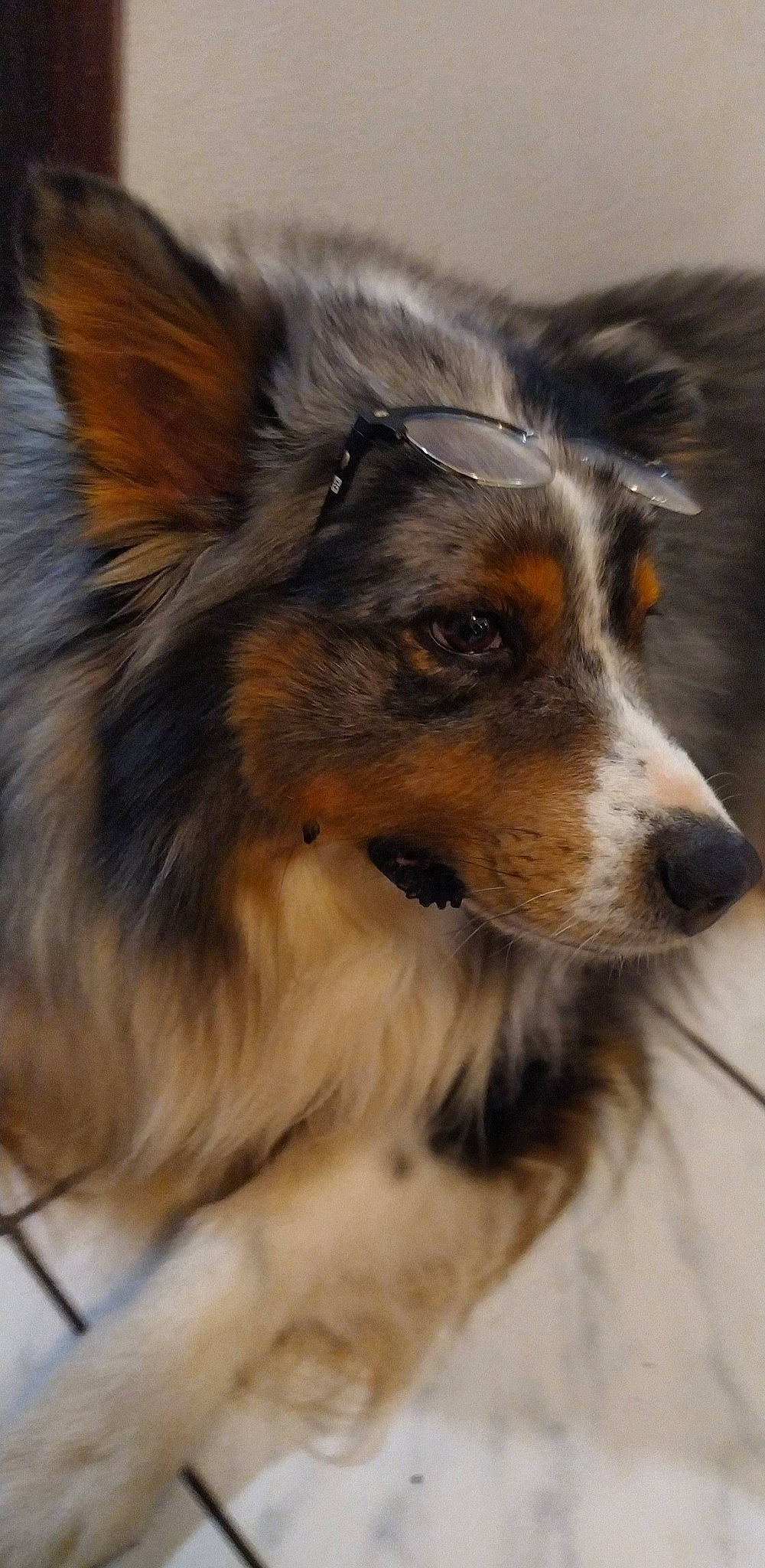 Loupy participe au concours pour gagner de l'argent avec cette photo : australian_collie, australian_shepherd, canidae, carnivore, collie, companion_dog, dog, dog_breed, fur, herding_dog, mammal, papillon, rare_breed_dog, rough_collie, scotch_collie, shetland_sheepdog, smooth_collie, snout, vertebrate, whiskers