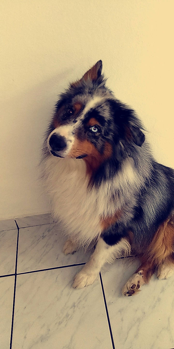 Loupy participe au concours pour gagner de l'argent avec cette photo : australian_collie, australian_shepherd, border_collie, canidae, carnivore, collie, companion_dog, dog, dog_breed, fur, herding_dog, mammal, miniature_australian_shepherd, rough_collie, scotch_collie, shetland_sheepdog, snout, vertebrate, whiskers, working_dog