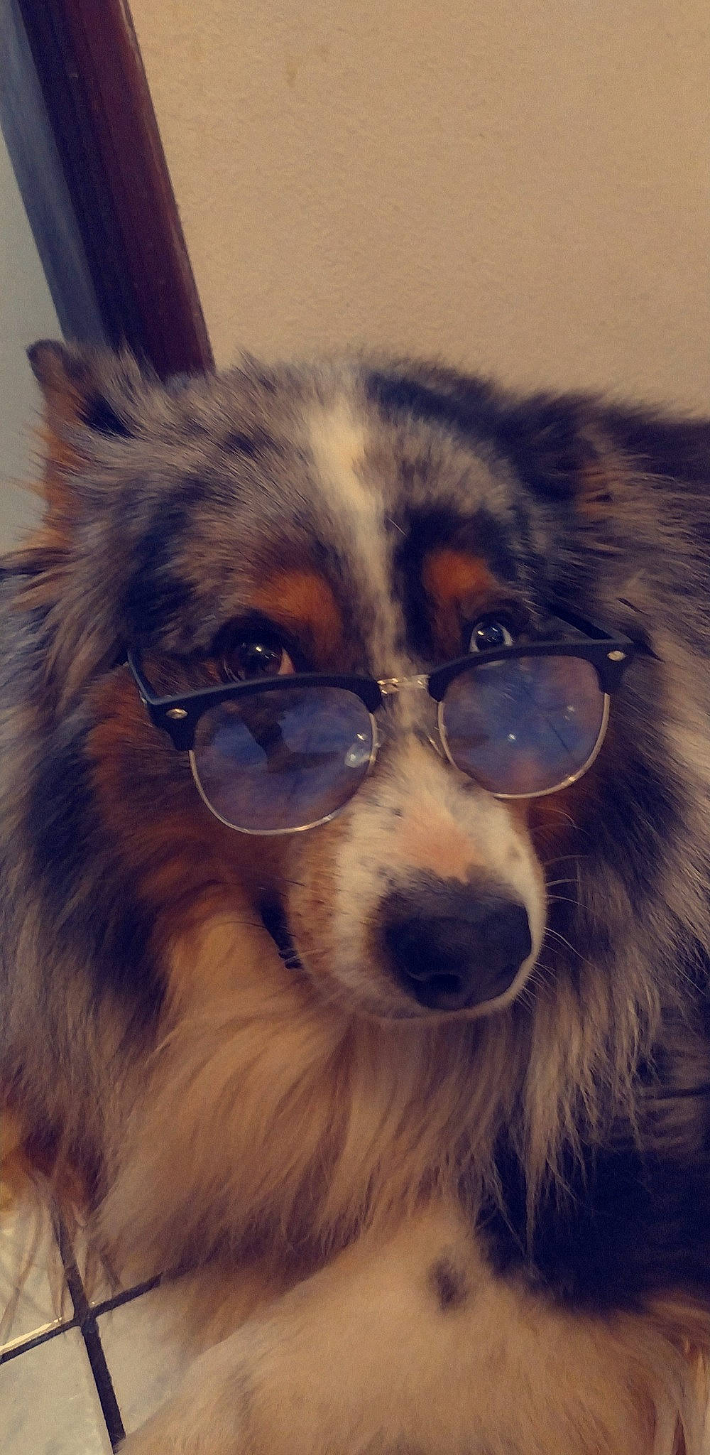 Loupy a rejoint le concours — aidez-le/la à gagner de superbes lots ! australian_shepherd, canidae, carnivore, collie, companion_dog, dog, dog_breed, english_shepherd, eye, finnish_lapphund, fur, glasses, mammal, miniature_australian_shepherd, nose, scotch_collie, snout, sporting_group, vertebrate, whiskers