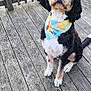 Cooper joined the competition — help win amazing prizes! animal, bandana, black_and_white, canine, companion, cute, deck, dog, fence, friendly, fur, nature, outdoor, pet, pet_accessory, portrait, sitting, summer, sunlight, wooden_floor