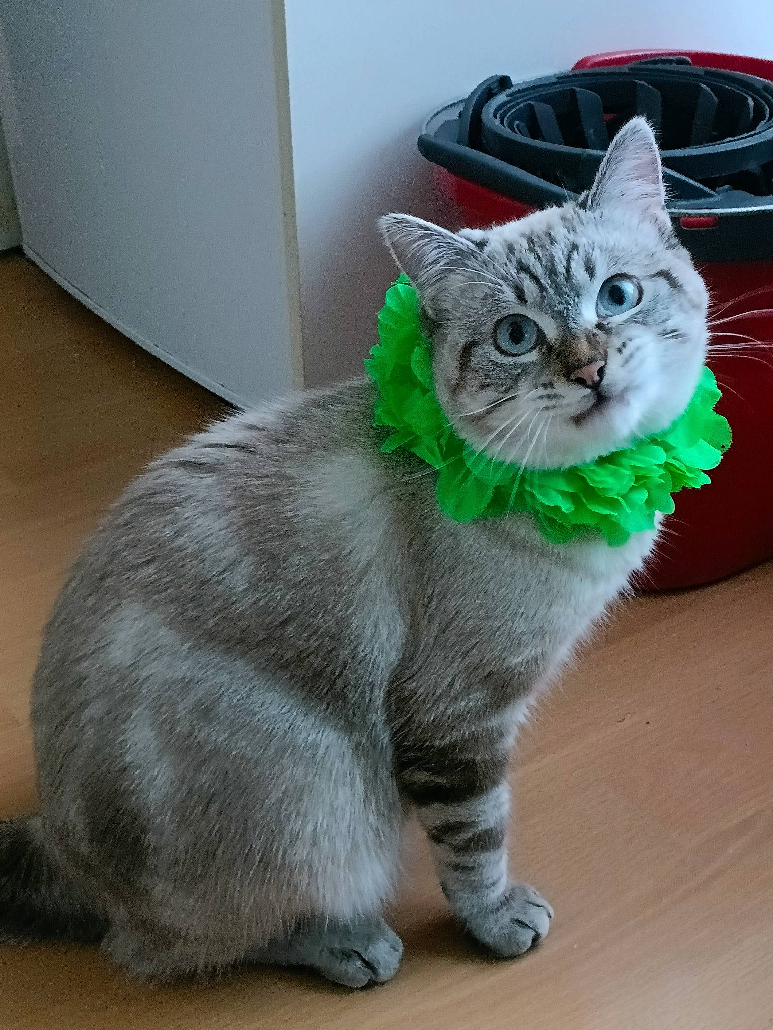 Texas a rejoint le concours — aidez-le/la à gagner de superbes lots ! carnivore, cat, claw, domestic_short_haired_cat, felidae, flooring, fur, grey, paw, photo_caption, sitting, small_to_medium_sized_cats, snout, tail, terrestrial_animal, whiskers, window