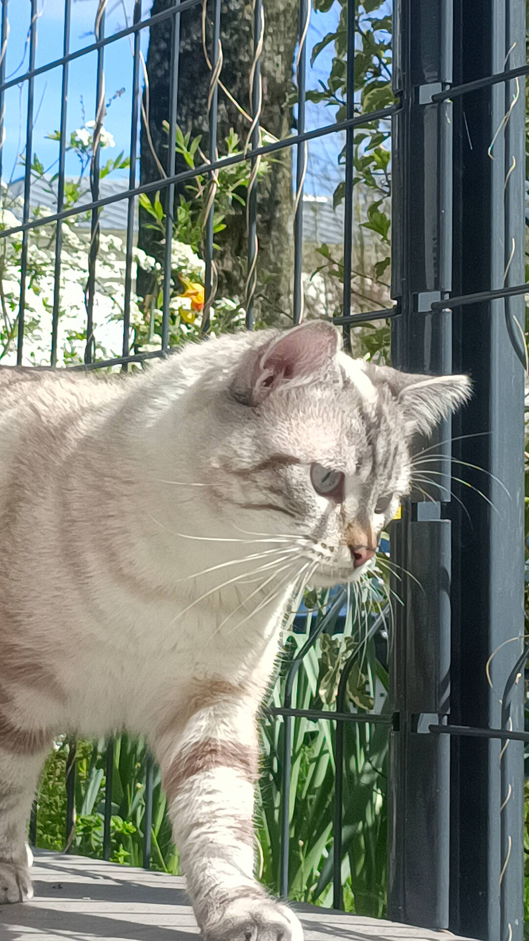 Texas a rejoint le concours — aidez-le/la à gagner de superbes lots ! carnivore, cat, collar, domestic_short_haired_cat, fawn, felidae, fence, fur, grass, plant, sky, small_to_medium_sized_cats, snout, tail, terrestrial_animal, tree, whiskers, wildlife, window