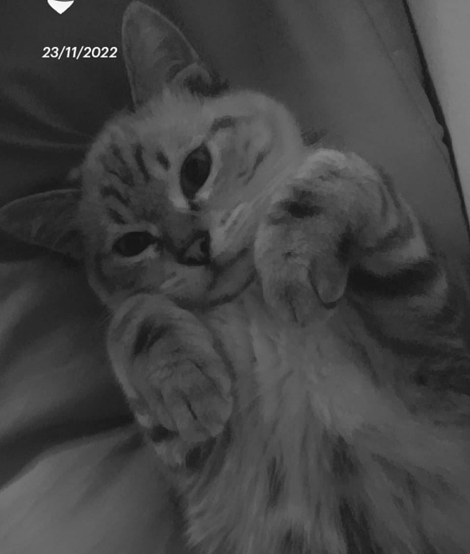 Texas a rejoint le concours — aidez-le/la à gagner de superbes lots ! black_and_white, carnivore, cat, claw, comfort, darkness, domestic_short_haired_cat, ear, felidae, fur, gesture, grey, monochrome, monochrome_photography, paw, small_to_medium_sized_cats, snout, style, tail, whiskers