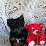 puppy, dog, toy, teddy_bear, red, black, brown, cute, fluffy, love, hearts, background, fabric, pattern, indoor, small, pet, animal, playful, adorable