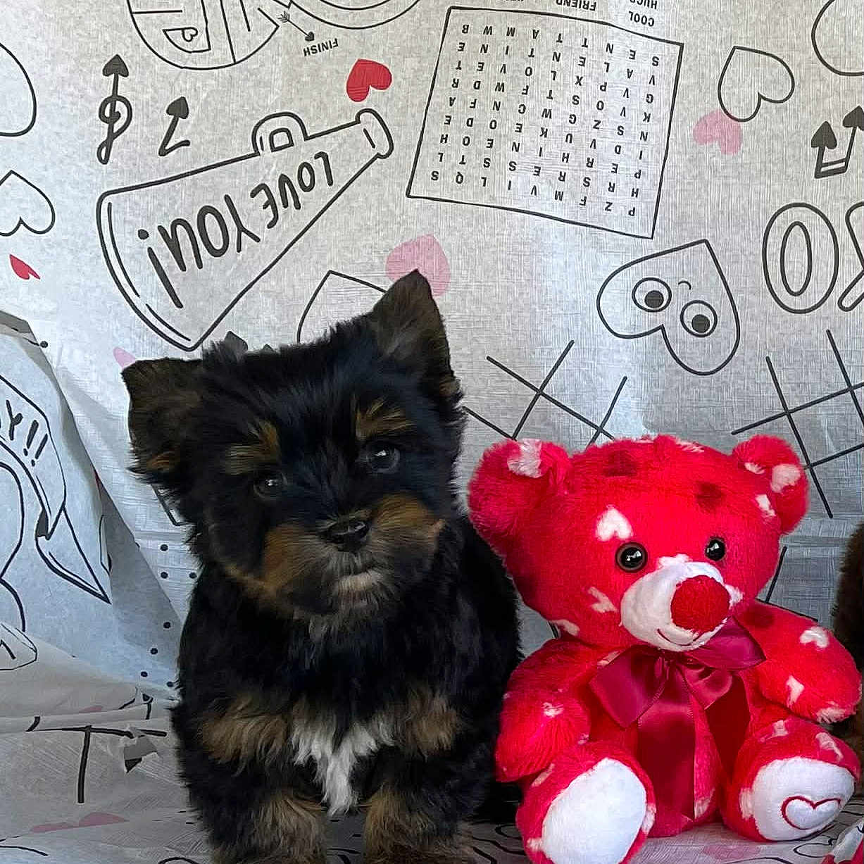 Bear joined the competition — help win amazing prizes! puppy, dog, toy, teddy_bear, red, black, brown, cute, fluffy, love, hearts, background, fabric, pattern, indoor, small, pet, animal, playful, adorable