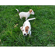 Milo participe au concours pour gagner de l'argent avec cette photo : puppy, dog, grass, outdoor, animal, pet, white_fur, brown_patch, cute, young, nature, field, playful, small, canine, walking, greenery, two_puppies, daylight, curious
