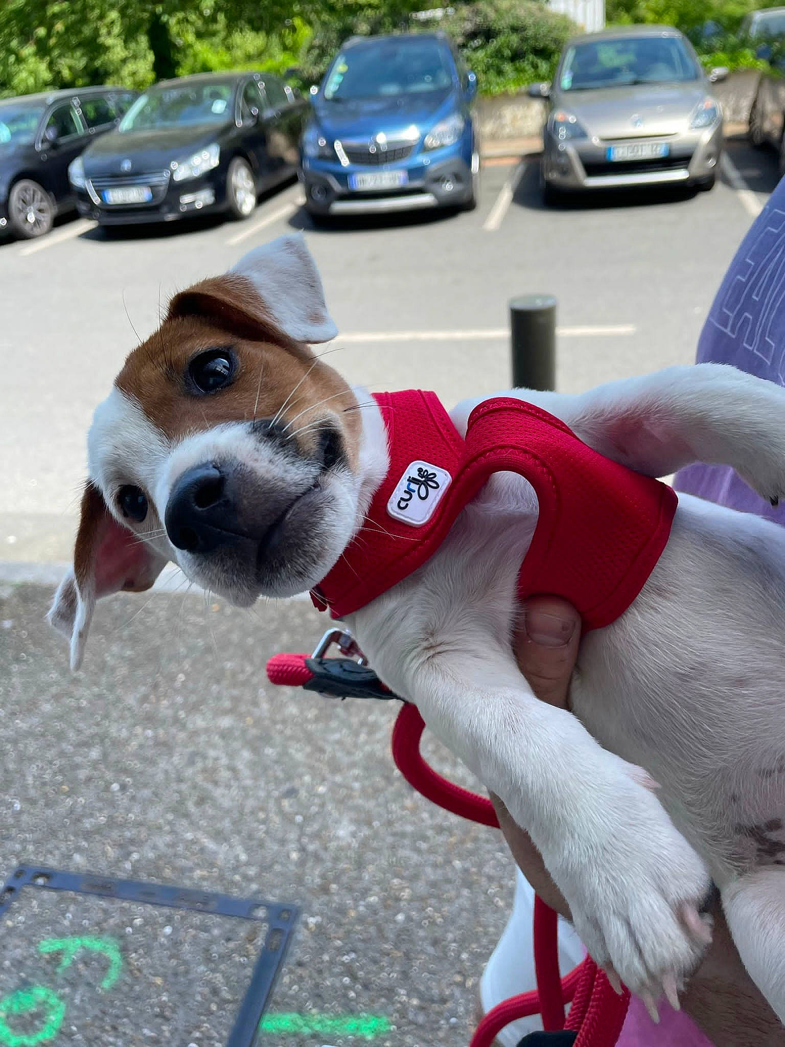 Milo a rejoint le concours — aidez-le/la à gagner de superbes lots ! ball, car, carnivore, collar, companion_dog, dog, dog_breed, dog_collar, dog_supply, fawn, mammal, pet_supply, plant, sidewalk, snout, tire, vehicle, vehicle_registration_plate, vertebrate, wheel