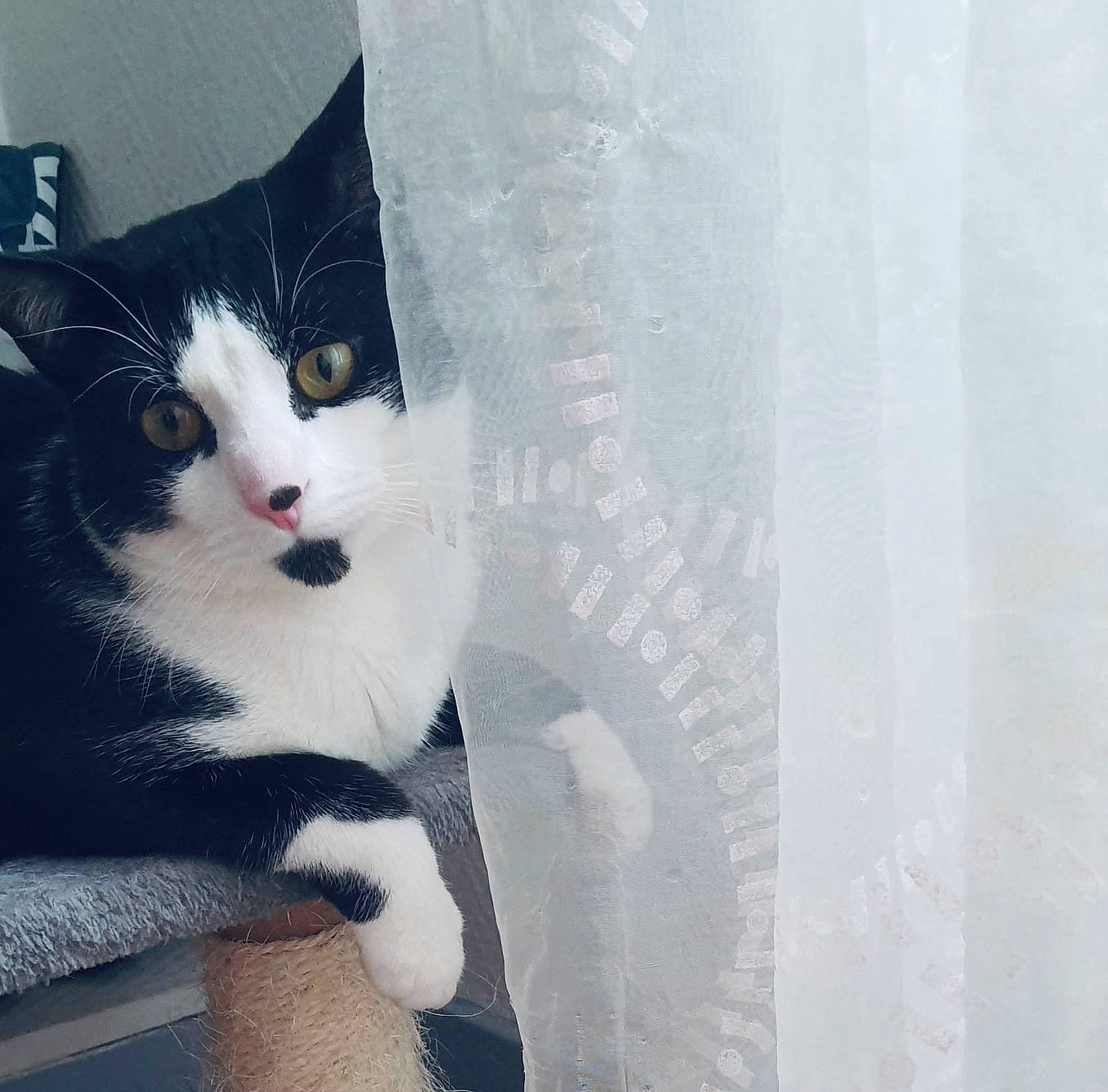 Panda a rejoint le concours — aidez-le/la à gagner de superbes lots ! carnivore, cat, comfort, domestic_short_haired_cat, felidae, formal_wear, fur, grey, human_leg, leg, monochrome_photography, paw, sitting, small_to_medium_sized_cats, snout, stairs, tail, tree, whiskers, window