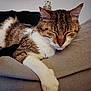 cat, tabby, sleeping, paw, couch, indoor, pet, feline, fur, whiskers, relaxing, cozy, home, animal, mammal, closeup, resting, soft, domestic, comfortable