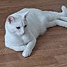 cat, white_cat, animal, pet, feline, indoor, wooden_floor, relaxed, lying_down, fur, whiskers, ears, tail, cute, domestic_animal, mammal, calm, looking_away, close_up, natural_light