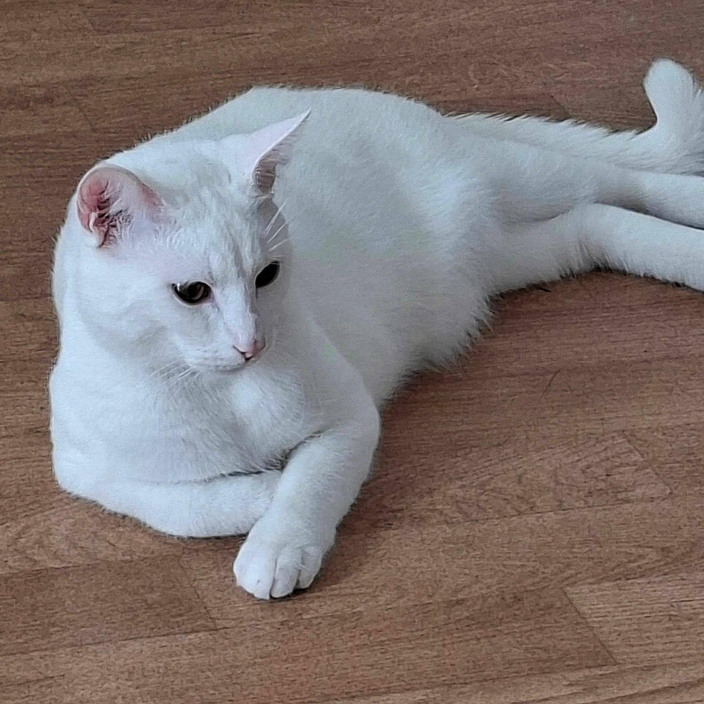 Mimi