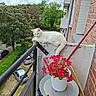 Mimi a rejoint le concours — aidez-le/la à gagner de superbes lots ! apartment, balcony, brick_wall, cat, clouds, flowers, garden, outdoor, parked_cars, potted_plant, railing, red_flowers, relaxed, residential_area, scenic, sky, sunlight, trees, urban_view, white_cat