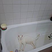 Mimi a rejoint le concours — aidez-le/la à gagner de superbes lots ! animal, bath_products, bathroom, bathtub, cat, ceramic, faucet, home, household, indoors, lying_down, pet, plumbing, relaxed, shampoo, sink_area, soap, stretching, tile_wall, white_cat