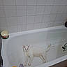 animal, bath_products, bathroom, bathtub, cat, ceramic, faucet, home, household, indoors, lying_down, pet, plumbing, relaxed, shampoo, sink_area, soap, stretching, tile_wall, white_cat