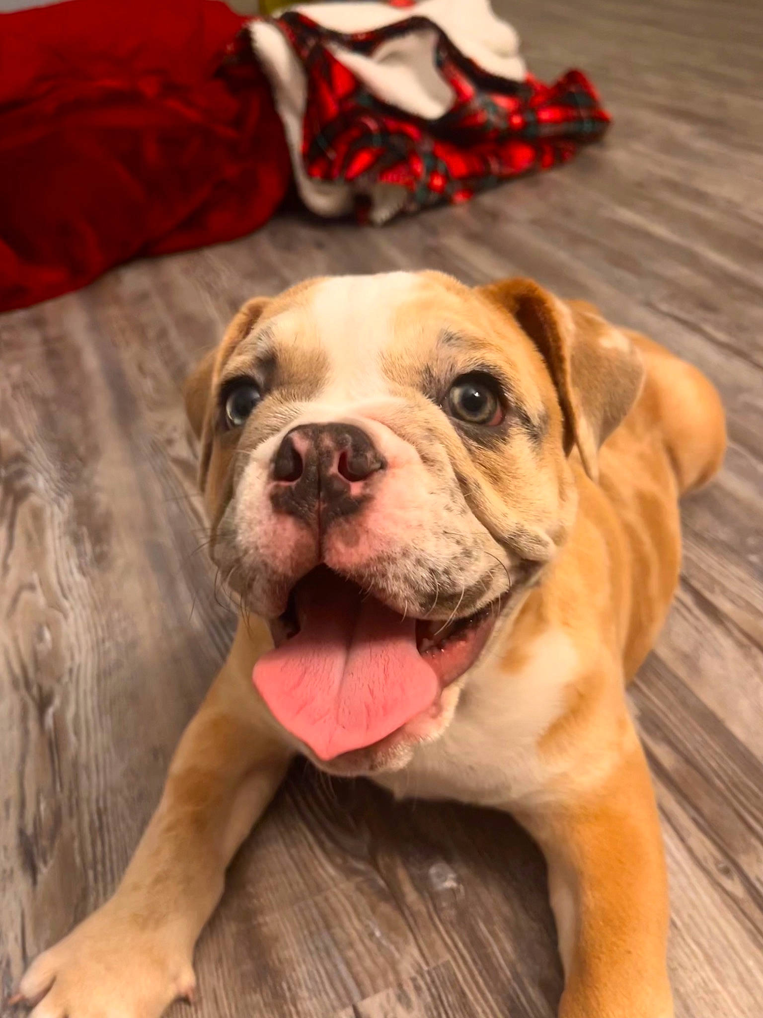 Cleo is registered to the contest to win money with this photo: canidae, carmine, carnivore, collar, companion_dog, dog, dog_breed, dog_collar, dog_supply, fawn, fur, non_sporting_group, sporting_group, working_animal, working_dog, wrinkle