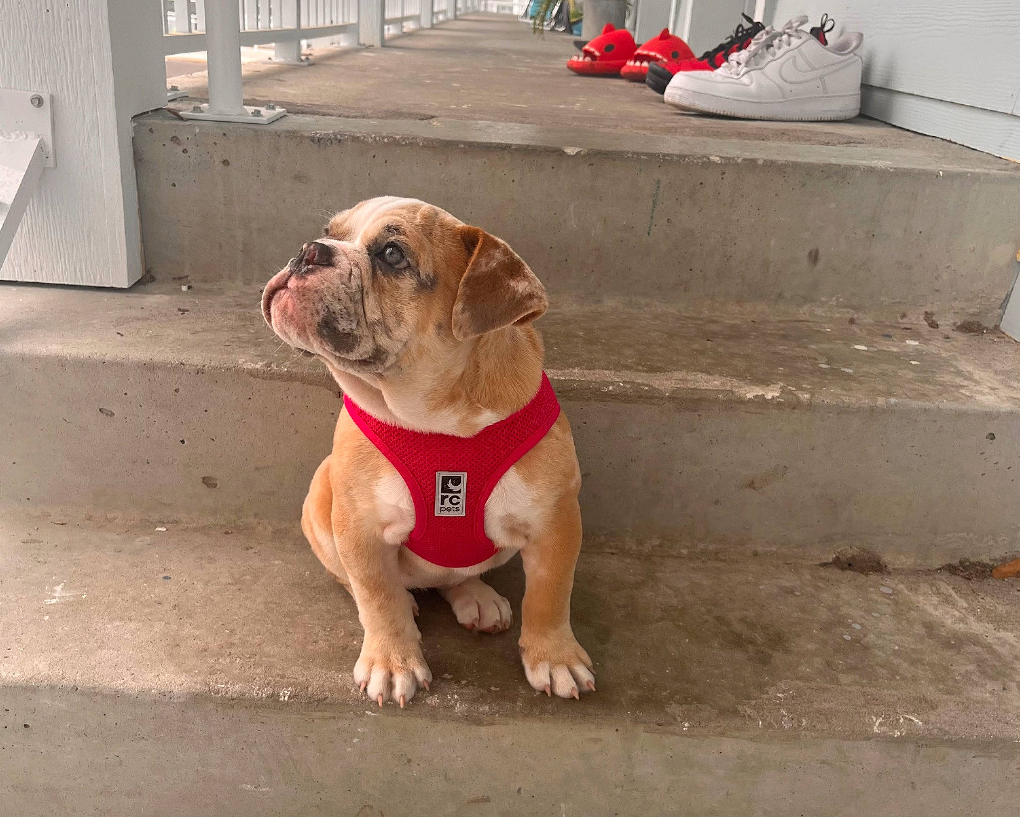 Cleo is registered to the contest to win money with this photo: canidae, carnivore, collar, companion_dog, concrete, dog, dog_breed, dog_collar, dog_supply, fawn, leash, liver, paw, pet_supply, road_surface, snout, sporting_group, working_animal, working_dog, wrinkle