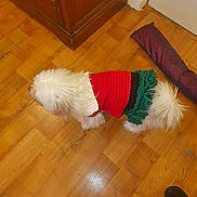 Saphire a rejoint le concours — aidez-le/la à gagner de superbes lots ! dog, white_dog, knitted_sweater, red_sweater, green_sweater, black_sweater, wooden_floor, cushion, indoor, pet, small_dog, furniture, cabinet, flooring, cozy, domestic, animal, cute, standing, warm_clothing