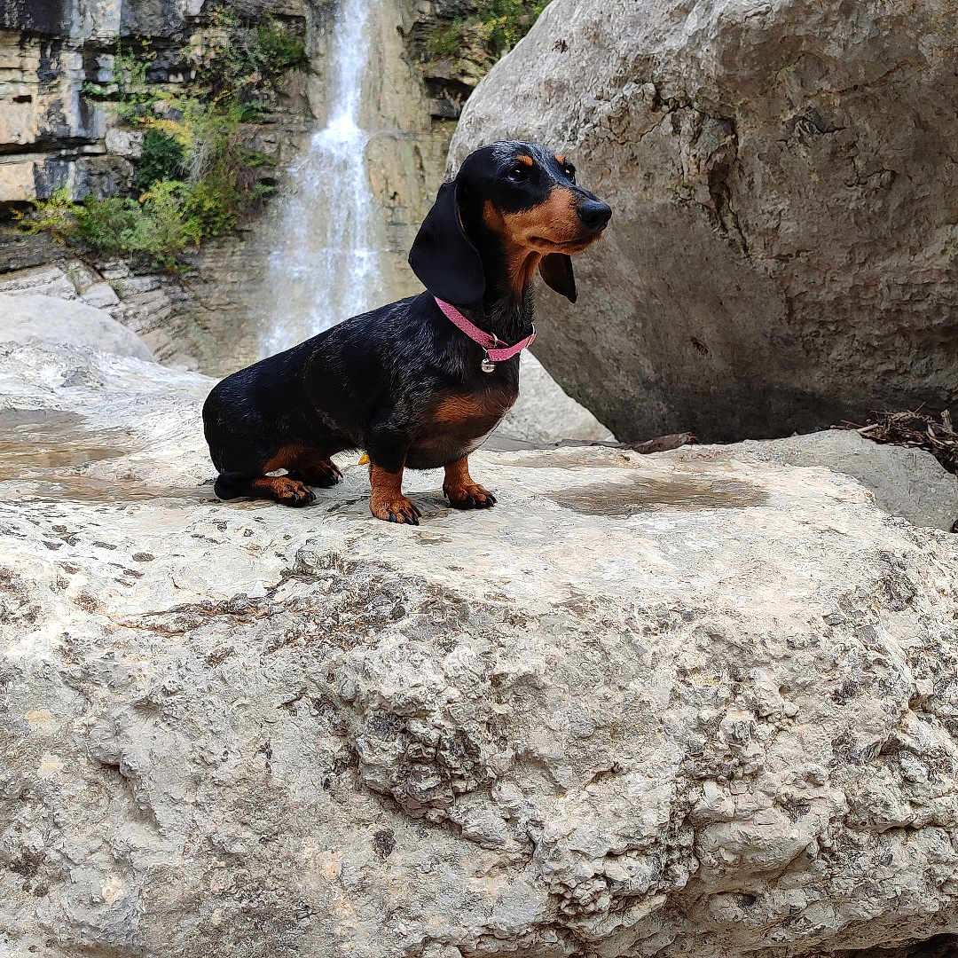 Tennessee participe au concours pour gagner de l'argent avec cette photo : animal, canine, cliff, creek, dog, hound, land, nature, outdoors, pet, plant, rainforest, rock, slate, stream, tree, vegetation, water, waterfall, wilderness