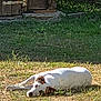 dog, white_dog, brown_patches, grass, outdoor, sunlight, resting, animal, nature, wooden_shed, rustic, relaxed, pet, canine, summer, daytime, yard, sleepy, quiet, peaceful