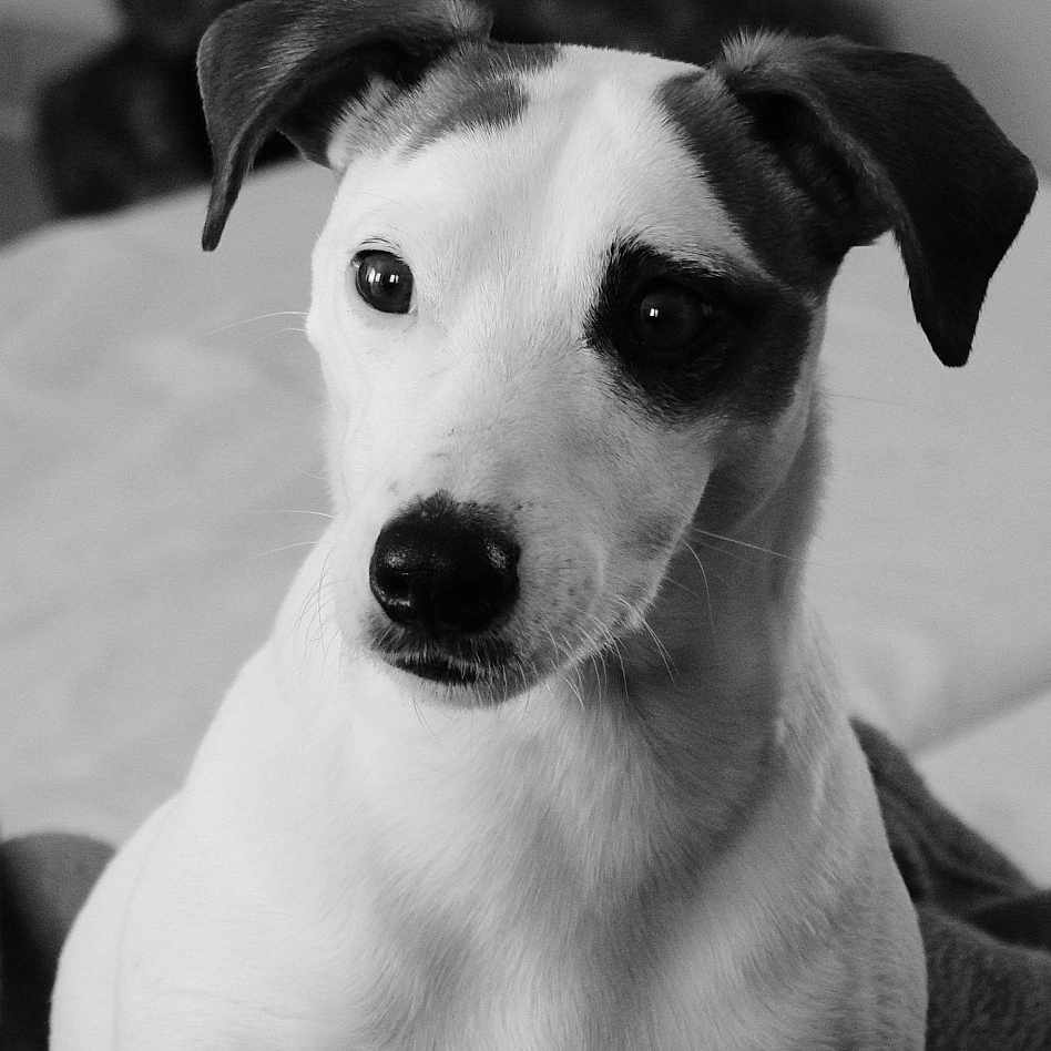 Odin a rejoint le concours — aidez-le/la à gagner de superbes lots ! animal, attention, black_and_white, blanket, canine, closeup, companion, cute, dog, domestic, ears, expression, fur, indoor, muzzle, pet, portrait, sitting, soft, whiskers