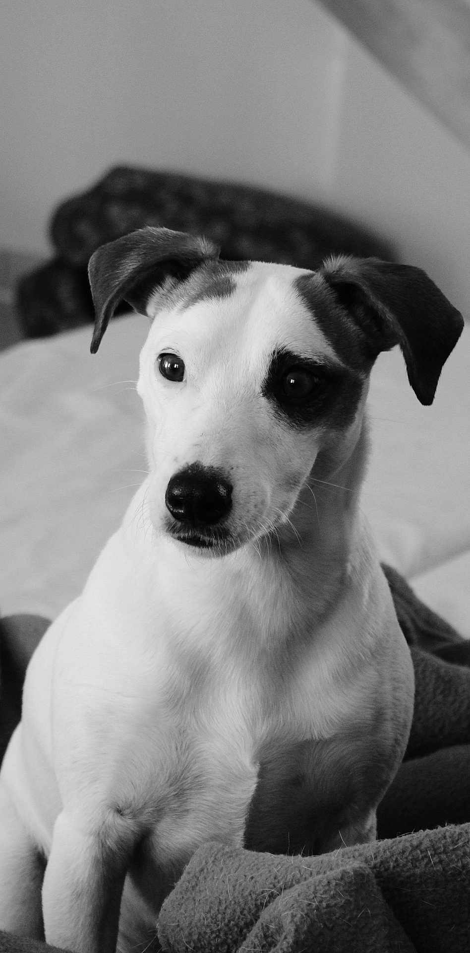 Odin a rejoint le concours — aidez-le/la à gagner de superbes lots ! dog, pet, black_and_white, portrait, animal, ears, blanket, indoor, cute, fur, muzzle, sitting, canine, whiskers, closeup, attention, domestic, companion, expression, soft