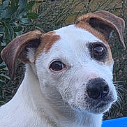 Odin participe au concours pour gagner de l'argent avec cette photo : dog, outdoor, pet, white_fur, brown_patch, curious, face, ears, snout, eyes, fence, greenery, leaves, plant, nature, blue_object, closeup, portrait, animal, canine