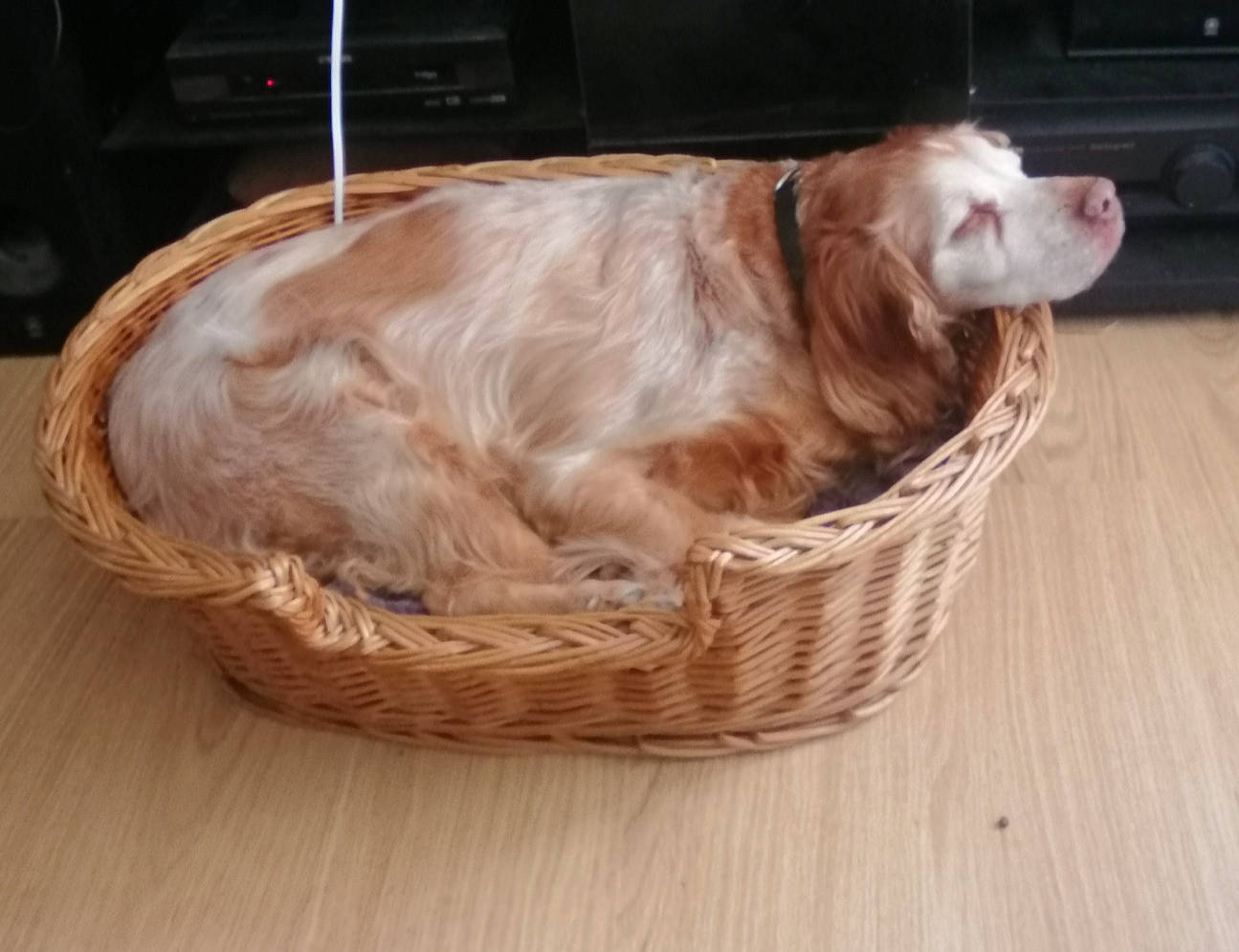 Beethoven a rejoint le concours — aidez-le/la à gagner de superbes lots ! basket, bowl, carnivore, companion_dog, dog, dog_breed, dog_supply, fawn, fur, gun_dog, hardwood, liver, pet_supply, retriever, spaniel, sporting_group, storage_basket, wicker, wood, working_animal