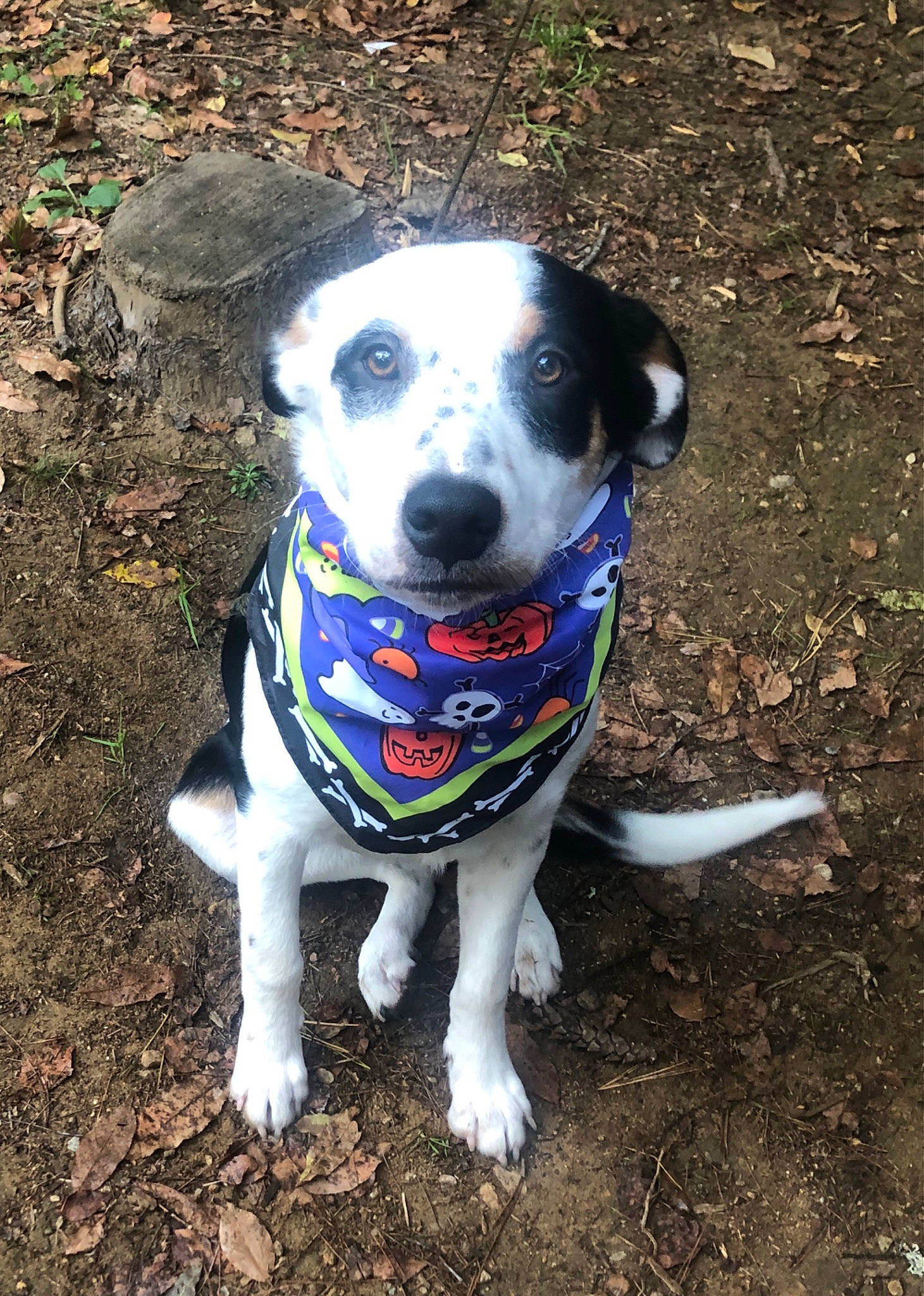 Scout joined the competition — help win amazing prizes! adventure, canidae, carnivore, collar, companion_dog, dog, dog_breed, dog_collar, dog_supply, electric_blue, fawn, grass, leash, pet_supply, plant, snout, sporting_group, tail, whiskers, working_animal