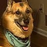 dog, bandana, pet, indoor, happy, tongue_out, fur, brown_fur, animal, canine, portrait, close_up, wall_outlet, floor, collar, ears, face, smiling, domestic_animal, companion