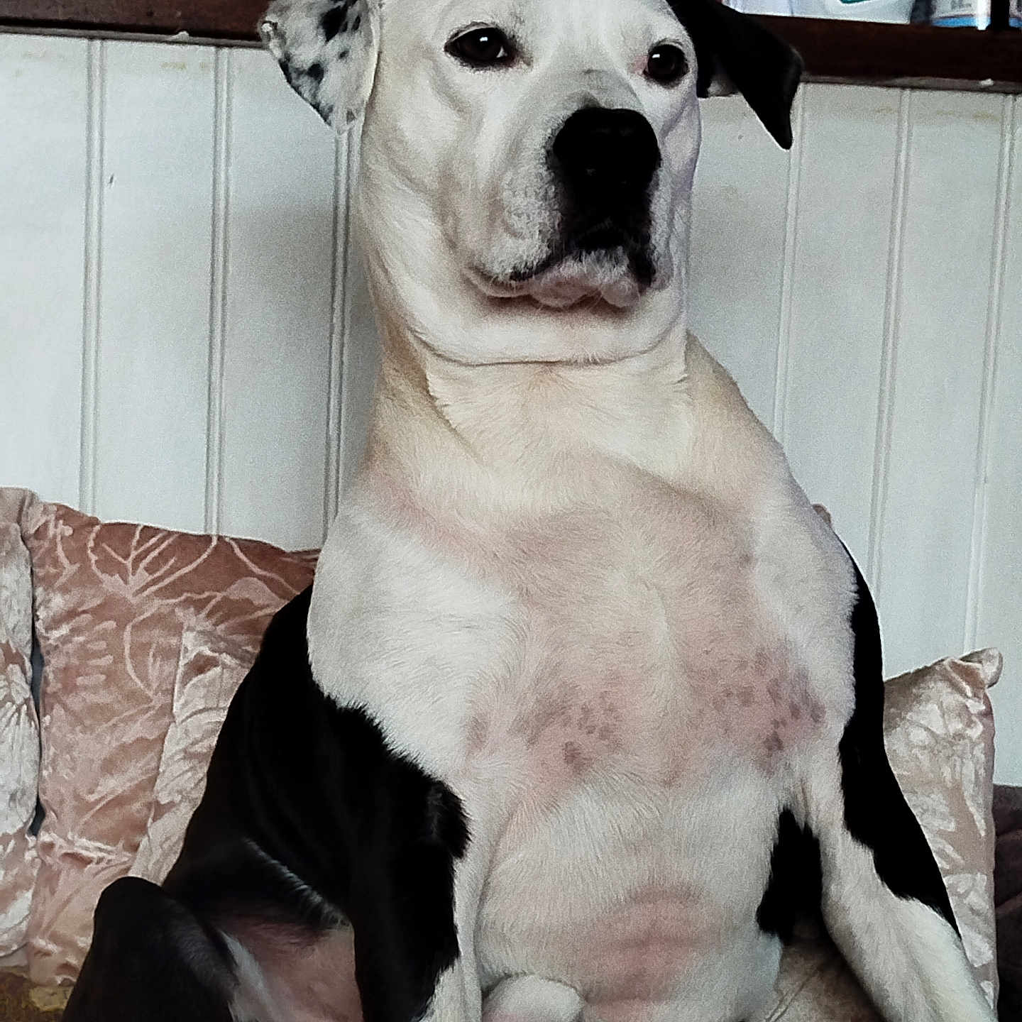 Nathalie Lallemand a rejoint le concours — aidez-le/la à gagner de superbes lots ! animal, architecture, boxer, building, bulldog, canine, couch, cushion, dalmatian, dog, furniture, homedecor, hound, husky, indoors, livingroom, pet, pitbull, puppy, room