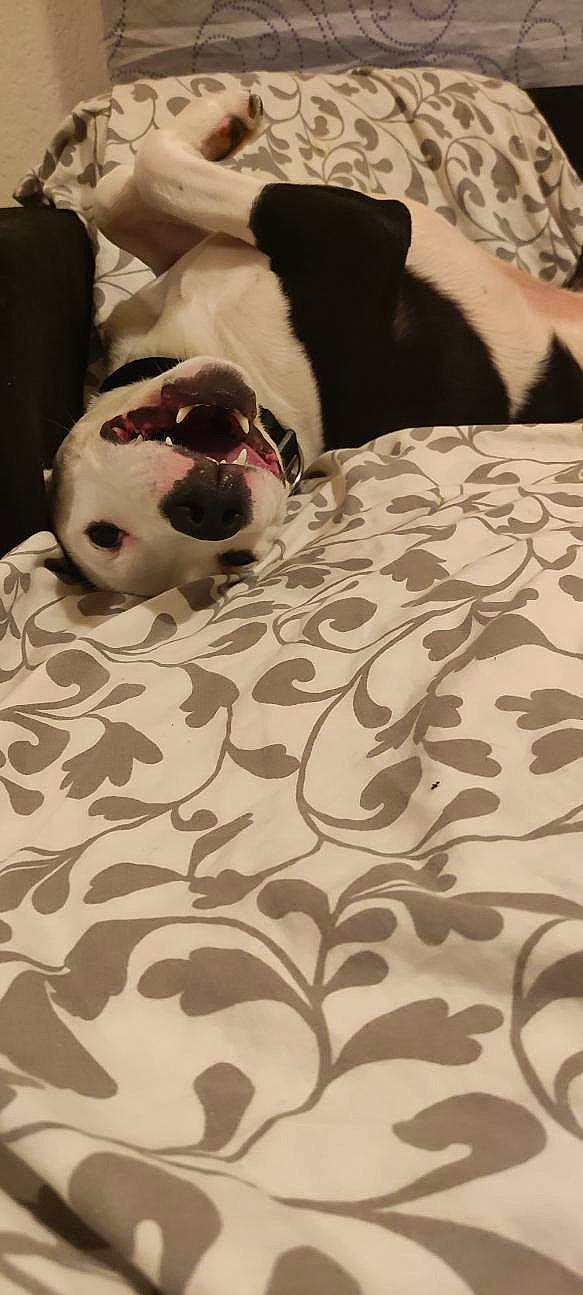 Kyle participe au concours pour gagner de l'argent avec cette photo : ball, bed, bedding, carnivore, comfort, companion_dog, dog, dog_breed, fawn, flooring, football, grey, linens, pattern, stuffed_toy, terrestrial_animal, toy, whiskers, white, wood