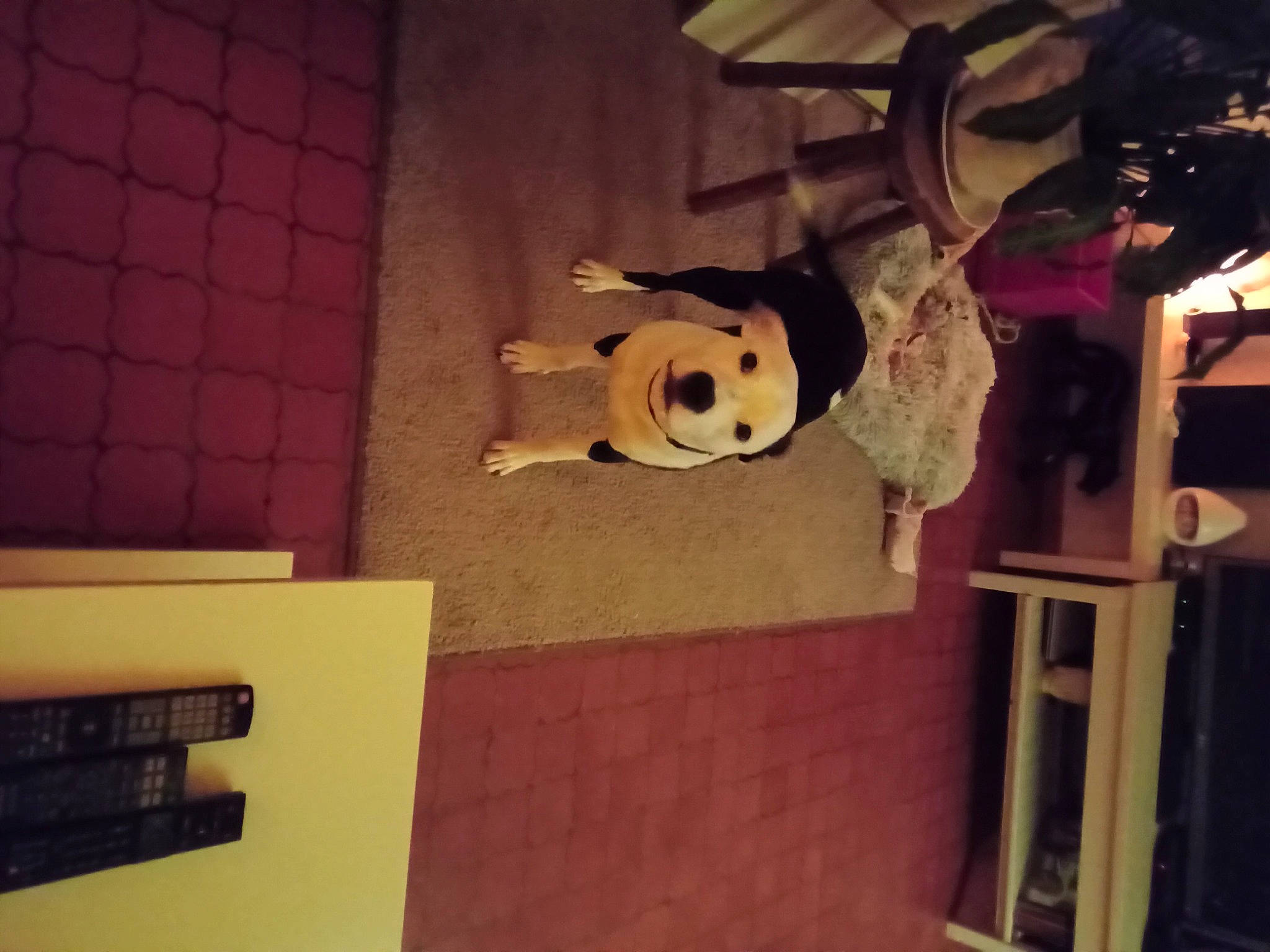 Kyle a rejoint le concours — aidez-le/la à gagner de superbes lots ! art, carmine, ceiling, fawn, fictional_character, flooring, fur, mascot, night, plush, room, sky, space, square, stuffed_toy, tints_and_shades, toy, visual_arts, wall, wood