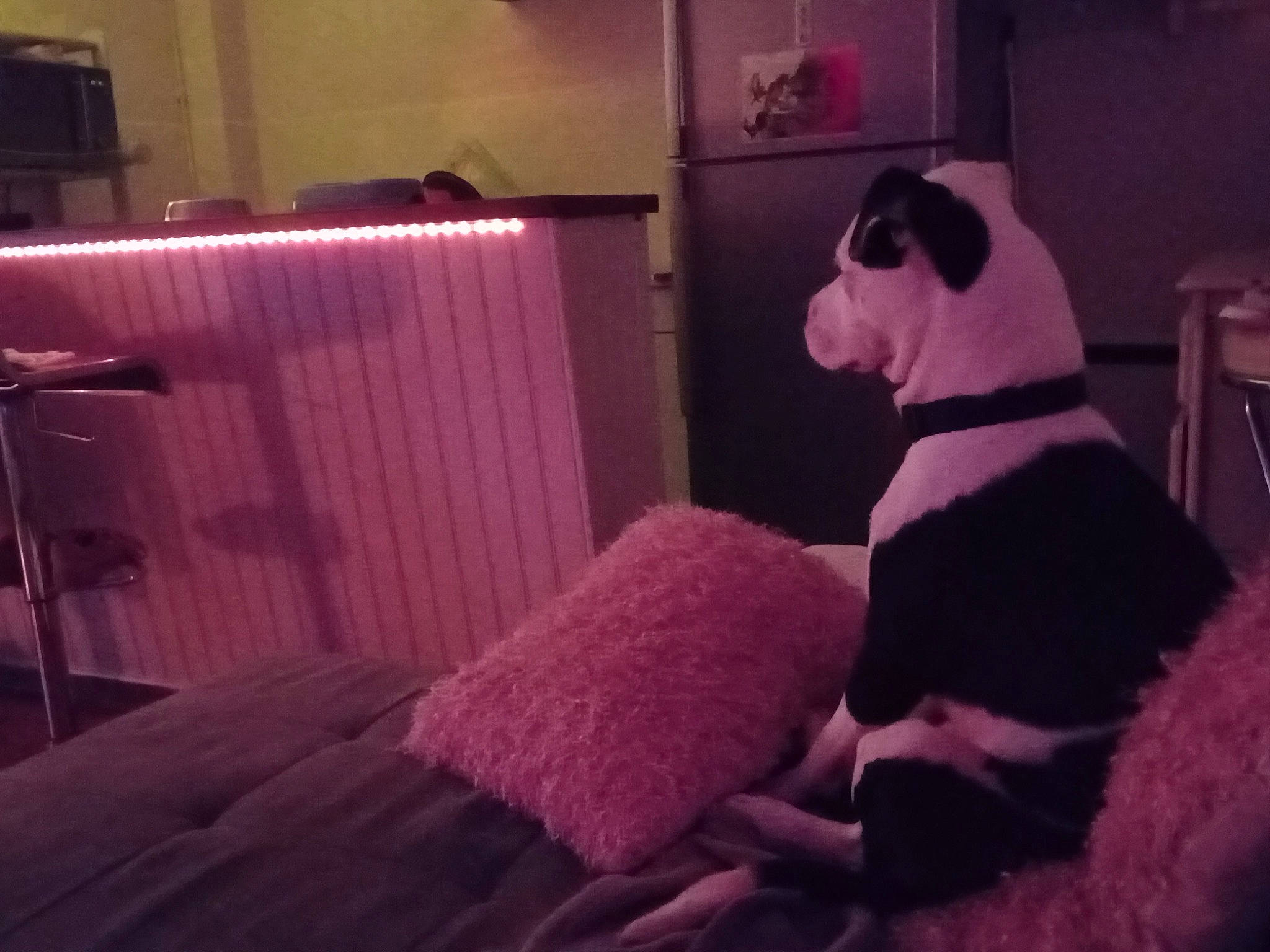 Kyle a rejoint le concours — aidez-le/la à gagner de superbes lots ! carnivore, cloud, comfort, companion_dog, couch, dog, dog_breed, door, floor, flooring, linens, magenta, pillow, pink, purple, snout, textile, tints_and_shades, toy, wood