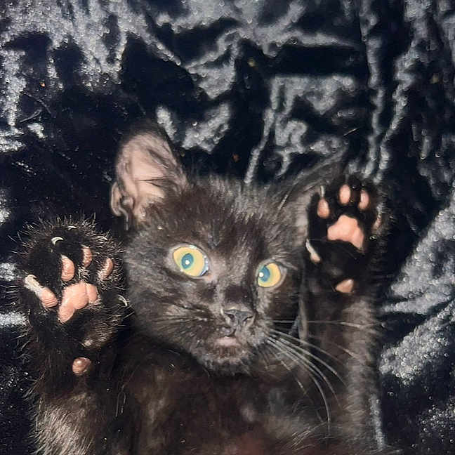 Lady Looney is registered to the contest to win money with this photo: animal, blackcat, blanket, cat, claw, electronics, face, hardware, head, hook, kitten, manx, panther, person, pet, velvet