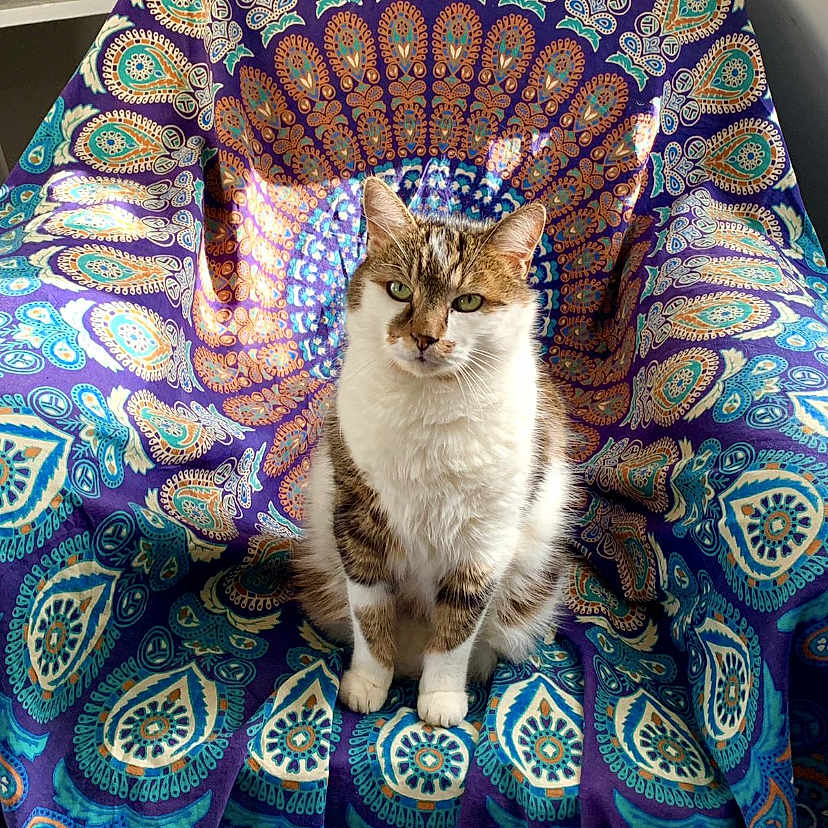 Minou a rejoint le concours — aidez-le/la à gagner de superbes lots ! cat, animal, pet, sitting, portrait, indoors, chair, paisley, pattern, colorful, fabric, blue, white, brown, fur, whiskers, ears, eyes, furniture, home