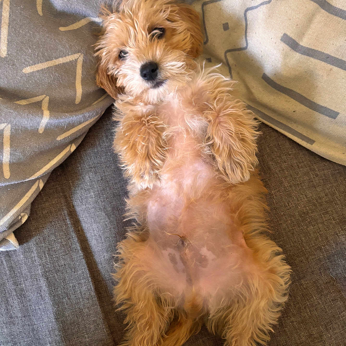 Jeff is registered to the contest to win money with this photo: adorable, animal, canine, companion, couch, cozy, cute, dog, fluffy, fur, home, indoor, lying_down, pet, pillows, puppy, relaxed, resting, scruffy, small_dog
