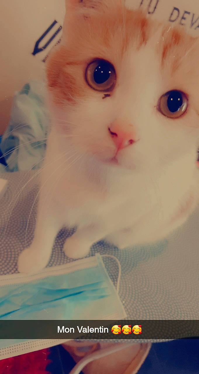 Edouard a rejoint le concours — aidez-le/la à gagner de superbes lots ! carnivore, cat, cheek, ear, eyelash, fawn, felidae, flesh, fur, jaw, nose, peach, photo_caption, small_to_medium_sized_cats, snout, tail, toy, whiskers